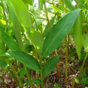 2 White Butterfly Ginger Rhizomes Live Plant - Fragrant Hedychium - Image 3