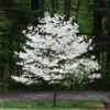 2 White Flowering Dogwood Bare Root Seedlings 18" Tall - Cornus florida Outdoor Tree - Image 1