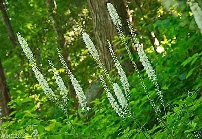 20 Black Cohosh Bare Root Plants - Actaea Racemosa Wildflower Native - Image 2