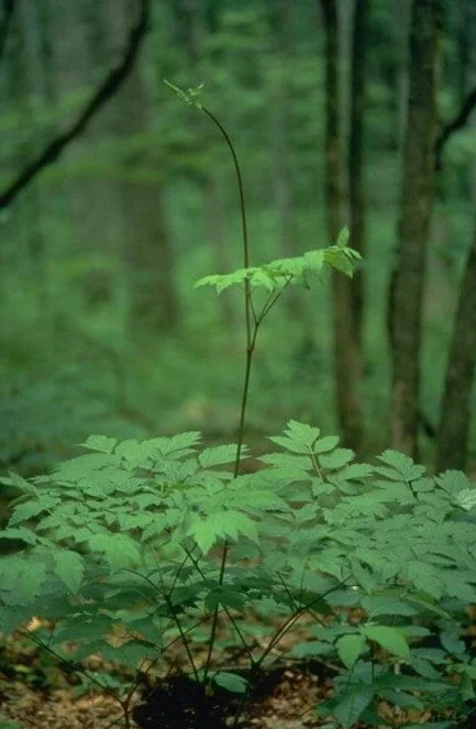 20 Black Cohosh Bare Root Plants - Actaea Racemosa Wildflower Native - Image 3