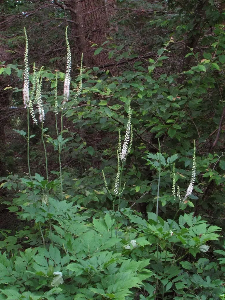 20 Black Cohosh Bare Root Plants - Actaea Racemosa Wildflower Native - Image 5
