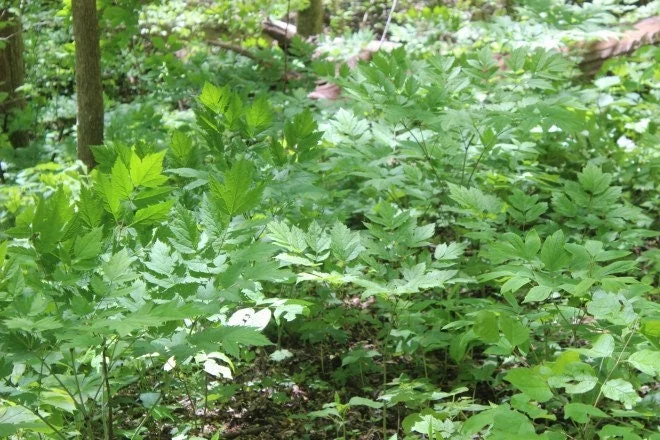 20 Black Cohosh Bare Root Plants - Actaea Racemosa Wildflower Native - Image 7