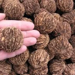 20 Black Walnut Tree Seeds - Juglans Nigra Organic Planting Stock - Image 7