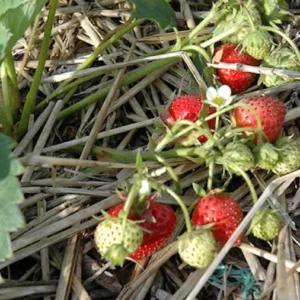 20 Blakemore Strawberry Bare Roots - June-Bearing Fruit Plants - Image 2