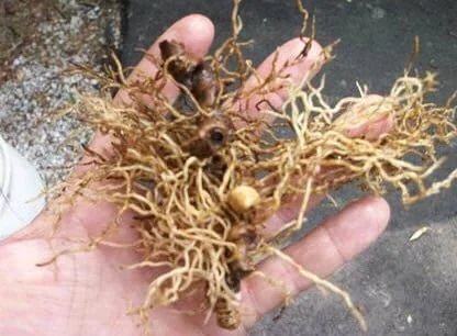 20 Blue Cohosh Bare Root Plants - Caulophyllum Thalictroides Native Perennial - Image 3