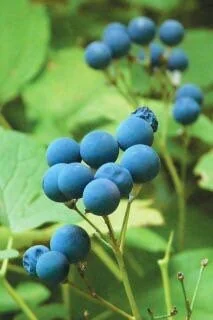 20 Blue Cohosh Bare Root Plants - Caulophyllum Thalictroides Native Perennial - Image 9