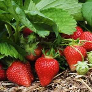 20 Cardinal Strawberry Bare Roots - June-Bearing Fruit Plants for Gardens - Image 8