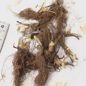 20 Chandler Strawberry Bare Roots - High-Yielding June-Bearing Plant - Image 2