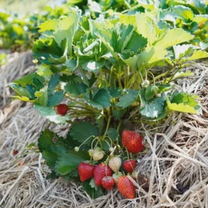 20 Chandler Strawberry Bare Roots - High-Yielding June-Bearing Plant - Image 4