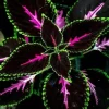 20 Coleus Seeds - Rare Color Mix with Pink, Black, Green Variegated Foliage - Annual Flower Seeds - Image 1