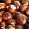 20 Dunstan American Chestnut Tree Seeds - Blight Resistant for Planting - Image 2