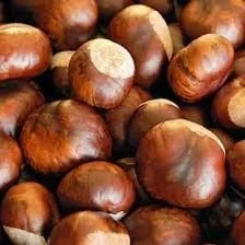 20 Dunstan American Chestnut Tree Seeds - Blight Resistant for Planting - Image 2
