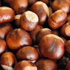 20 Dunstan Hybrid American Chestnut Tree Seeds - Blight Resistant - Image 1