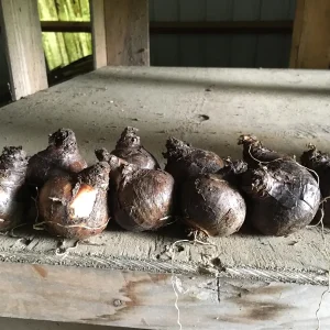 20 Dutch Master Trumpet Daffodil Bulbs – Golden Yellow Flowers – Outdoor Planting - Image 2