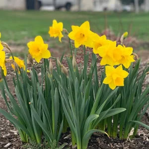 20 Dutch Master Trumpet Daffodil Bulbs – Golden Yellow Flowers – Outdoor Planting - Image 3
