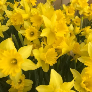 20 Dutch Master Trumpet Daffodil Bulbs – Golden Yellow Flowers – Outdoor Planting - Image 4