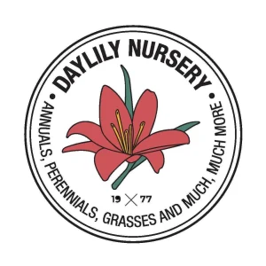 20 Dutch Master Trumpet Daffodil Bulbs – Golden Yellow Flowers – Outdoor Planting - Image 5