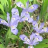 20 Dwarf Crested Iris Cristata Bare Root Plants - Native Wildflower - Image 1