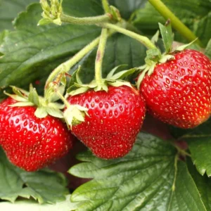 20 Earliglow Strawberry Bare Roots - Fragaria × ananassa - Hardy Berry Plants - Image 3