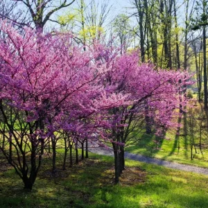 20 Eastern Redbud Tree Seeds (Cercis Canadensis) - Pink Flowering Native - Image 2