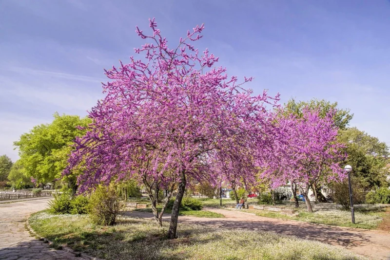 20 Eastern Redbud Tree Seeds (Cercis Canadensis) - Pink Flowering Native - Image 3