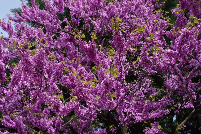 20 Eastern Redbud Tree Seeds (Cercis Canadensis) - Pink Flowering Native - Image 4