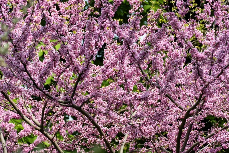 20 Eastern Redbud Tree Seeds (Cercis Canadensis) - Pink Flowering Native - Image 5
