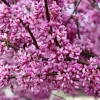 20 Eastern Redbud Tree Seeds (Cercis Canadensis) - Pink Flowering Native - Image 1