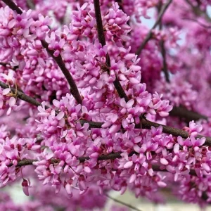 20 Eastern Redbud Tree Seeds (Cercis Canadensis) - Pink Flowering Native - Image 1
