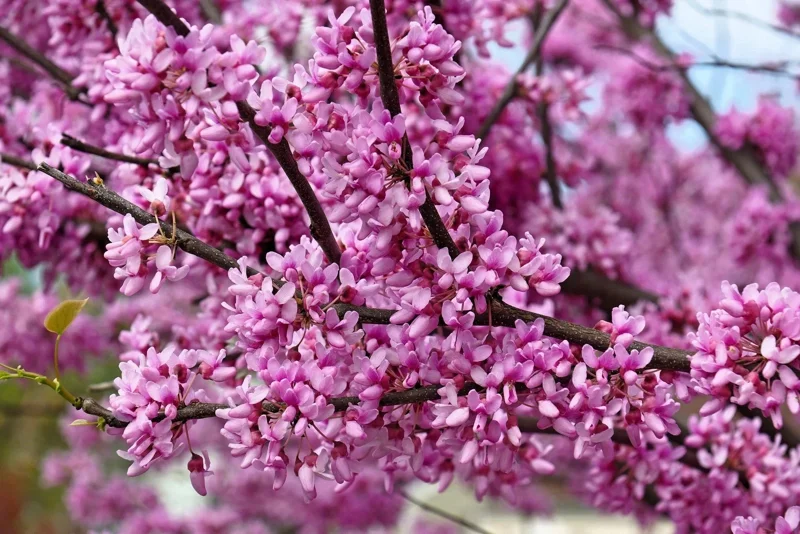 20 Eastern Redbud Tree Seeds (Cercis Canadensis) - Pink Flowering Native - Image 1