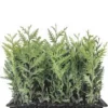 20 Emerald Green Arborvitae Tree Starter Plants - Bare Root Privacy Evergreen - Image 1