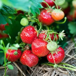 20 Eversweet Strawberry Bare Roots - Fragaria × ananassa - Everbearing, Heat Tolerant - Image 5