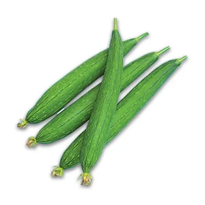 20 Extra Long Smooth Luffa Gourd Seeds - Edible & Sponge - Thai/Chinese Okra - Outdoor Vegetable - Image 2