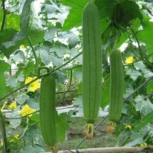 20 Extra Long Smooth Luffa Gourd Seeds - Edible & Sponge - Thai/Chinese Okra - Outdoor Vegetable - Image 1
