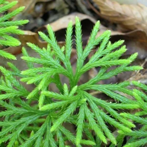 20 Fan Clubmoss Bare Roots - Evergreen Ground Cover Lycopodium Complanatum Plant - Image 2