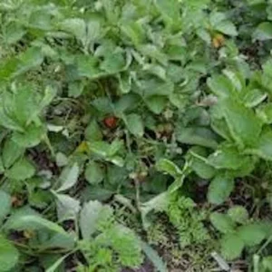 20 Fort Laramie Strawberry Bare Roots - Everbearing, Cold Hardy Fragaria x ananassa - Image 8