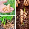 20 Fresh Turmeric Rhizomes – Curcuma longa Live Root Plants for Growing - Image 1