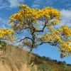 20 Golden Trumpet Tree Seeds - Handroanthus chrysanthus - Yellow Flowers - Image 1