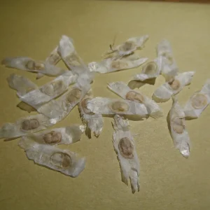 20 Golden Trumpet Tree Seeds - Handroanthus chrysanthus - Yellow Flowers - Image 2