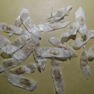 20 Golden Trumpet Tree Seeds - Handroanthus chrysanthus - Yellow Flowers - Image 3