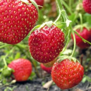 20 Guardian Strawberry Bare Roots - High Yield June-Bearing Fruit Plant, USDA Zones 3-10 - Image 4