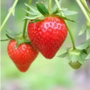 20 Guardian Strawberry Bare Roots - High Yield June-Bearing Fruit Plant, USDA Zones 3-10 - Image 6