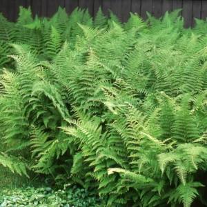 20 Hay Scented Fern Bare Roots - Dennstaedtia punctilobula Perennial, Outdoor Groundcover - Image 1