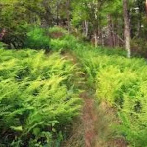 20 Hay Scented Fern Bare Roots - Dennstaedtia punctilobula Perennial, Outdoor Groundcover - Image 7