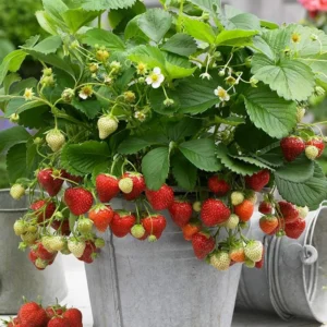 20 Honeoye Strawberry Bare Roots - Fragaria, June-Bearing, Outdoor - Image 3