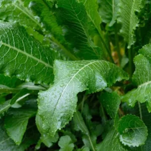 20 Horseradish Plant Bare Roots - Armoracia rusticana - Perennial Herb - Image 3