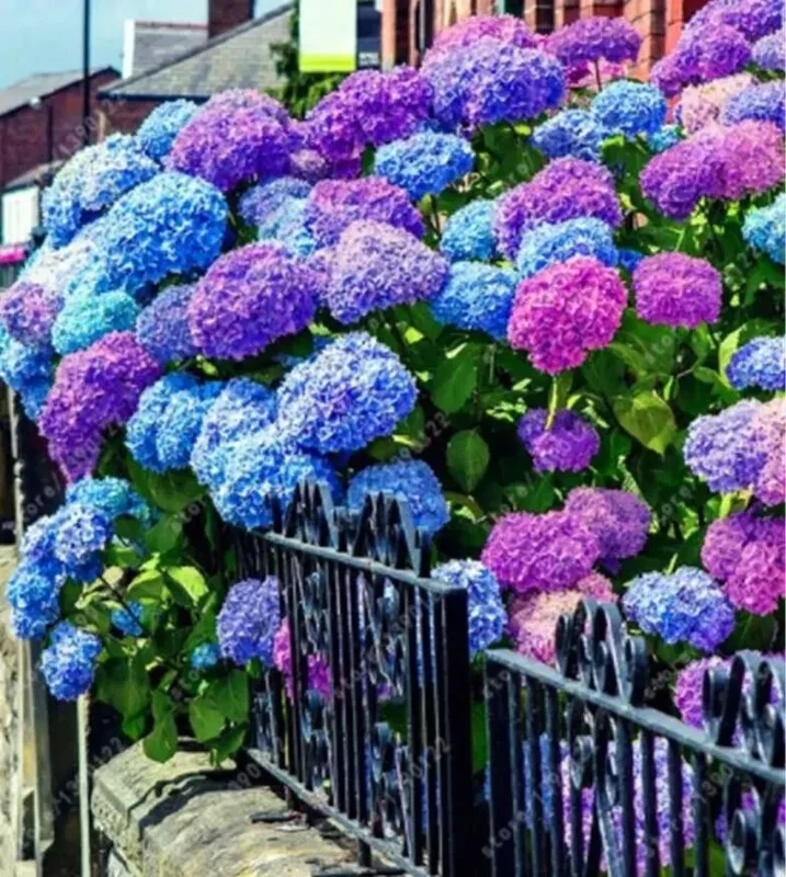 20 Hydrangea Flower Seeds - Blue, Violet, Pink Perennial Bush for Outdoor Garden - Image 1