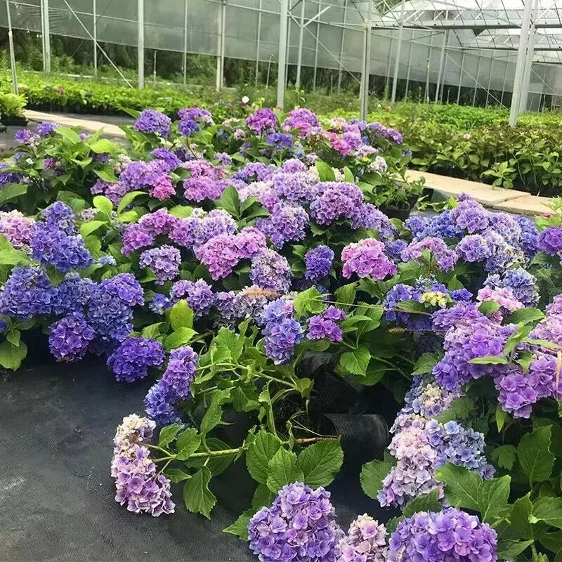 20 Hydrangea Flower Seeds - Blue, Violet, Pink Perennial Bush for Outdoor Garden - Image 4