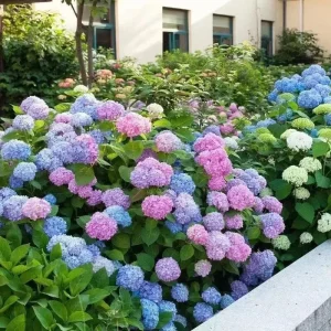 20 Hydrangea Flower Seeds - Exotic Ball Bloom Perennial Plant for Gardens - Image 3