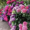 20 Hydrangea Flower Seeds - Exotic Ball Bloom Perennial Plant for Gardens - Image 1
